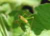 247713 – Photo : Lidine – France (67)